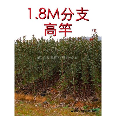 四川 大紅花 紫薇