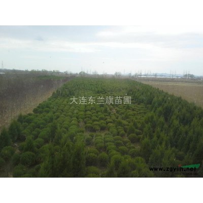 供應金葉復葉槭7、金葉白蠟6、紅寶石海棠5-6蜀檜2-3米