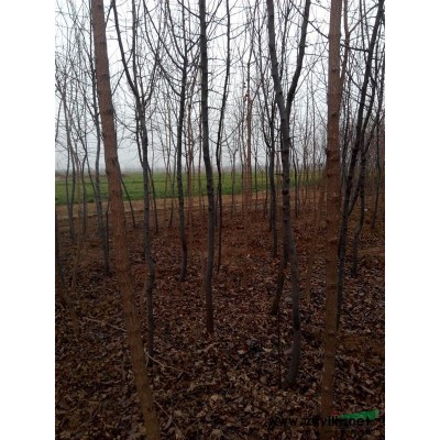 河南營(yíng)養(yǎng)缽袋濕地松