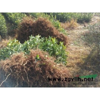 福建丹桂苗 丹桂 丹桂苗 丹桂小苗丹桂扦插苗丹桂苗木丹桂樹苗