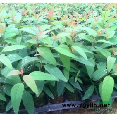 大量木菠蘿苗出售（馬來西亞1號）