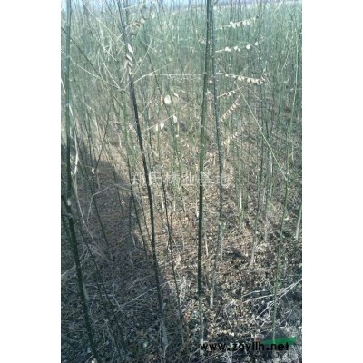 唐山古冶黃坨，出售國槐樹苗，直徑2-4厘米，價格便宜欲購從速