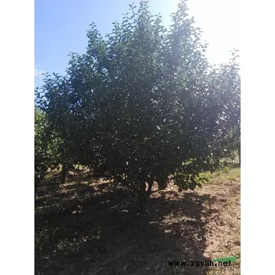 八棱海棠樹規(guī)格*全的林海苗場1-62公分移栽**