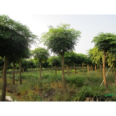 廣東中山供應幌傘楓