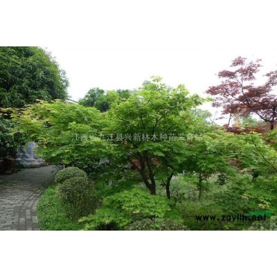 青楓，江西青楓，九江青楓，青楓種子