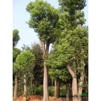 供應河南香樟樹江蘇香樟樹湖北香樟樹湖南香樟樹