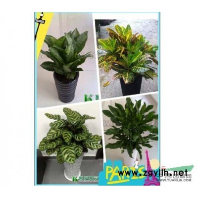 廣州花木出租公司廣州客家園藝綠化租擺公司廣州租花公司