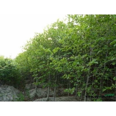 河南潢川桂花、八月桂、四季桂、金桂、狀元紅、丹桂