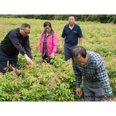 本苗圃2013造林年度可大量供應欒樹、女貞、楨楠苗、椿樹苗