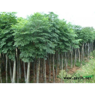 益陽(yáng)供應(yīng)30公分骨架香樟樹(shù)、28公分香樟樹(shù)-益陽(yáng)友緣香樟花木