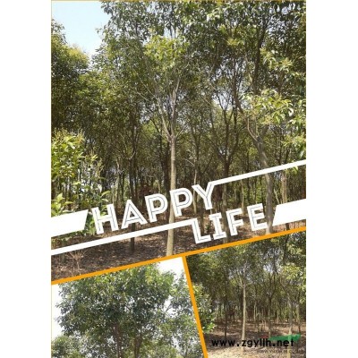 常年供應精品香樟樹