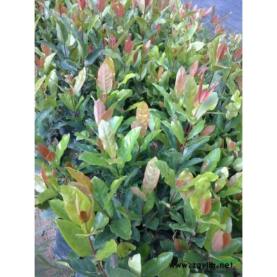 福建重陽木/福建重陽木供應/出售福建重陽木