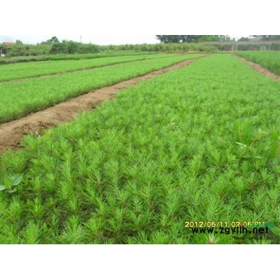 兩年油松小苗高多50公分