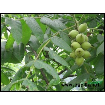 供應(yīng)良種核桃苗 早產(chǎn)核桃苗