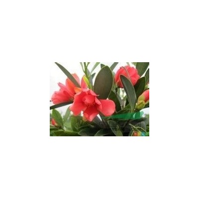 大量供應(yīng)杜鵑紅山茶樹苗、茶葉