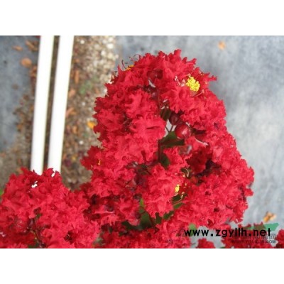 美國(guó)紅葉紫薇與市面上其它紅葉紫薇的差別