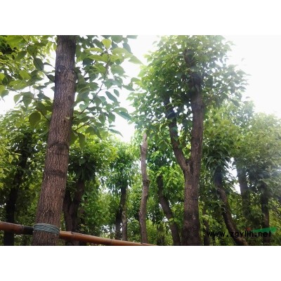 大量供應10--50公分樟樹