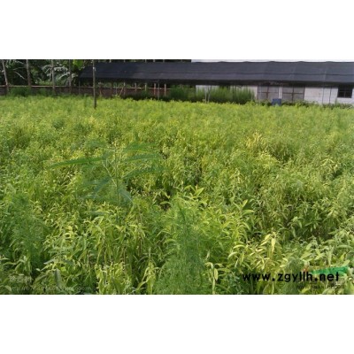 黃花梨苗 黃花梨苗 黃花梨樹苗