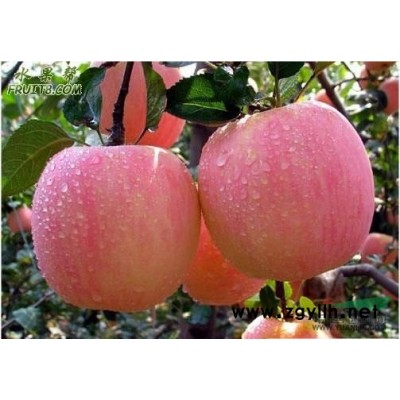 紅葉海棠樹苗價格