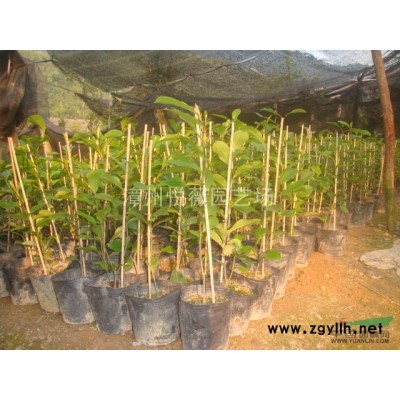 芭蕉葉紫花含笑