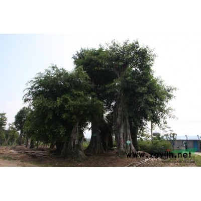 海南吊羅山景觀樹1770棵