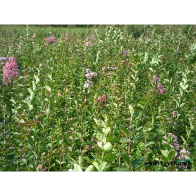 紫薇小苗1米-1.5米0.8元每棵，桂花樹直徑10公分以上