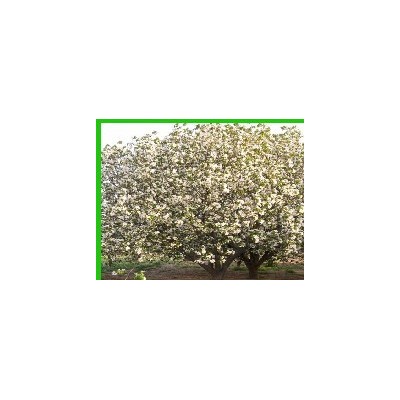 綠化用杏樹