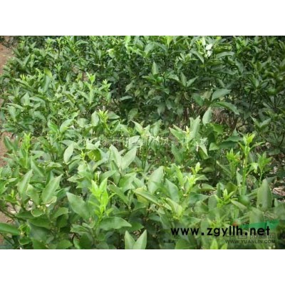 江蘇沭陽基地低價供應批發蜀檜 蜀檜苗 蜀檜小苗