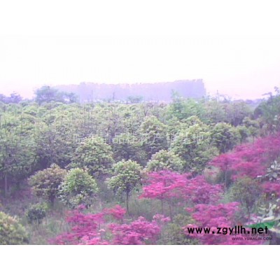 皖東精品桂花產銷基地供應大桂花，廣玉蘭