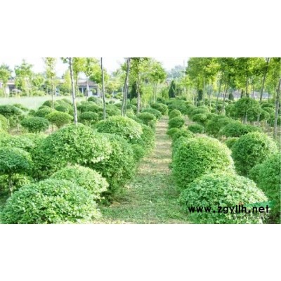 山西省襄汾縣小苗圃