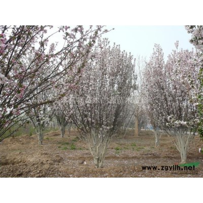 供應(yīng)天津薊縣優(yōu)質(zhì)苗木國(guó)槐