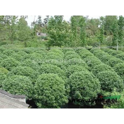 大量供應浙江多桿香樟