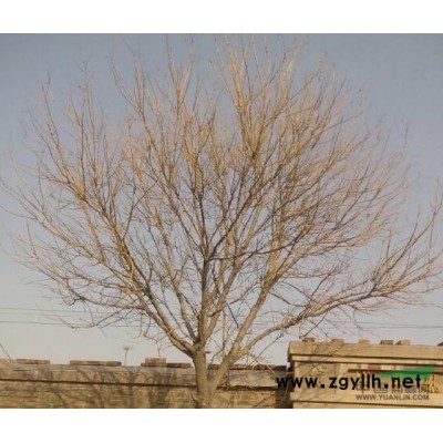 出售金枝槐10至15的1000棵行道樹原生冠