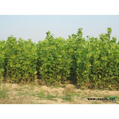 速生法桐2——3米