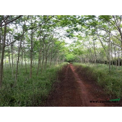 供應海南各種綠化樹木