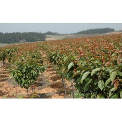 浙江嵊州雞爪槭