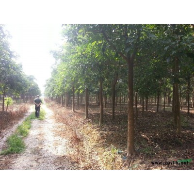 廣東佛山供應優質藍花楹、落葉喬木、8-11cm