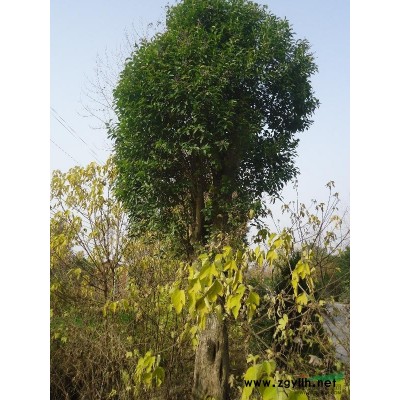 大葉女貞 米徑30-50cm  冠幅150-400cm