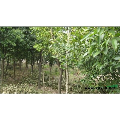 急！急！大量低價拋售天竺葵（蔭香）