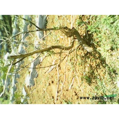 出售野生小黃楊 馬林光 水紅樹 盆景毛胚