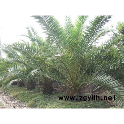 成都加拿利海棗