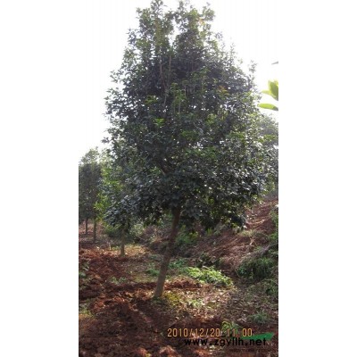 香樟供應/香樟圖片