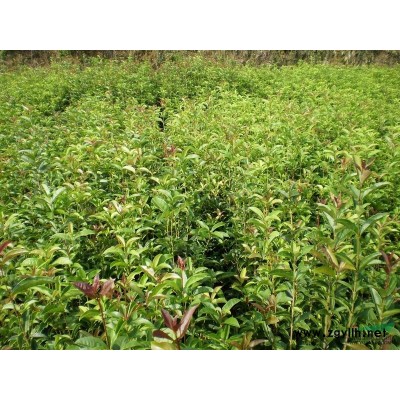 供應咸寧紅葉石楠小苗（紅葉石楠）/供應湖北咸寧紅葉石楠小苗（紅葉石楠）/特價供應咸寧紅葉石楠小苗（紅葉石楠）