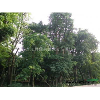 貴州桂花樹、宜賓桂花樹、赤水桂花樹、內(nèi)江桂花樹、自貢桂花樹