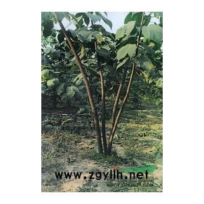 雜交枸樹——鹽堿地造林先鋒樹種