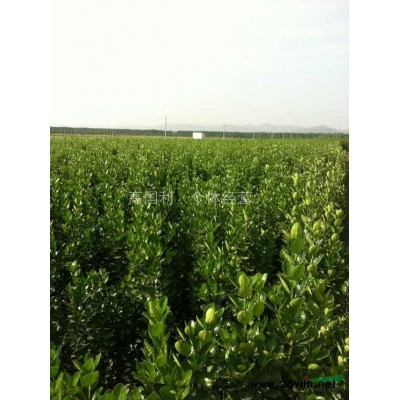 北海道黃楊小苗