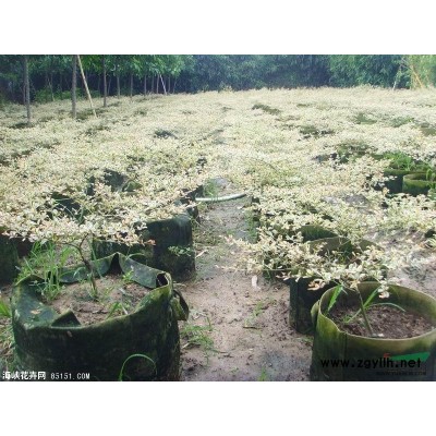 大量錦葉欖仁、小葉欖仁、壯桿中東海棗袋苗低價(jià)出售