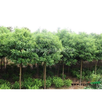 湖北地區供應4-15公分香樟