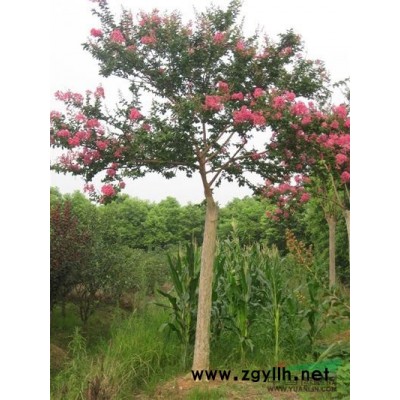 【專業培育】安徽三角楓苗木—安徽三角楓苗木基地