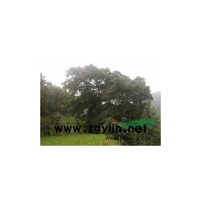 出售兩顆山貨大黃葛樹,胸徑分別為1.98米和1.07米